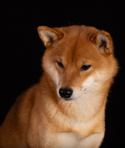 picture of dog