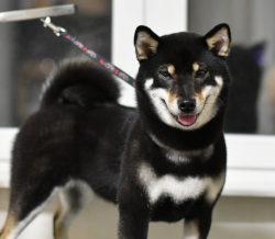 picture of dog