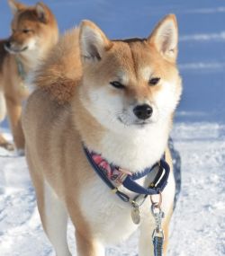 picture of dog