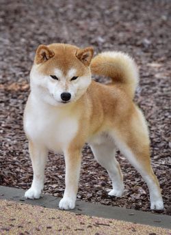 picture of dog