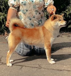 picture of dog