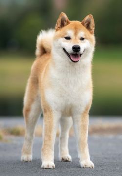 picture of dog