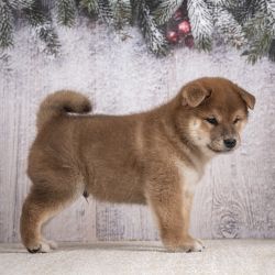 picture of dog