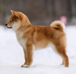 picture of dog