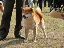 picture of dog