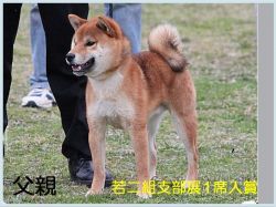 picture of dog