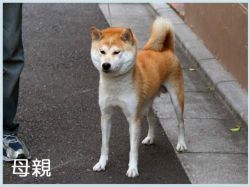 picture of dog