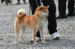 picture of dog
