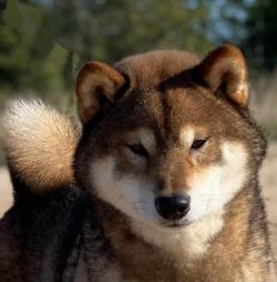 picture of dog
