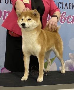 picture of dog