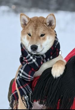 picture of dog