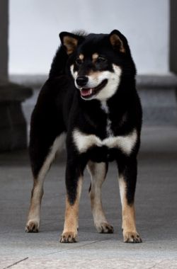 picture of dog