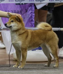 picture of dog