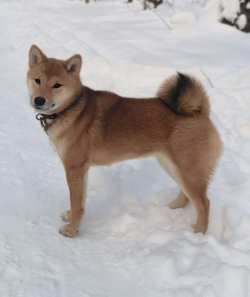 picture of dog