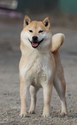 picture of dog