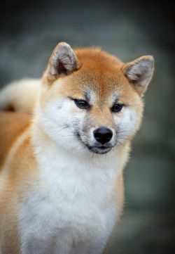 picture of dog