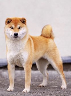 picture of dog