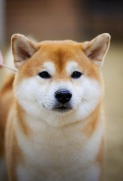 picture of dog