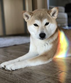 picture of dog