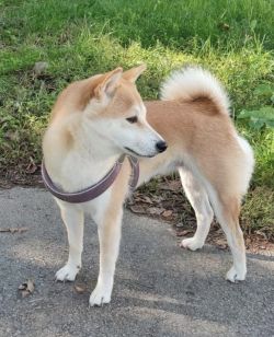 picture of dog