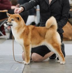 picture of dog