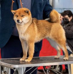 picture of dog