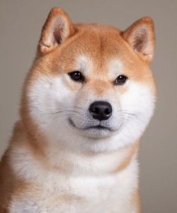 picture of dog