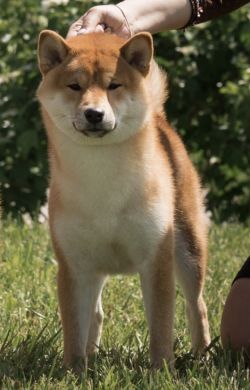picture of dog