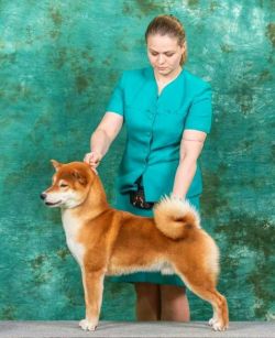 picture of dog