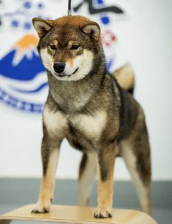 picture of dog