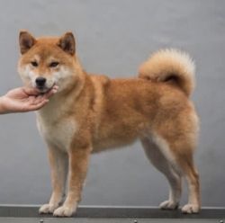 picture of dog
