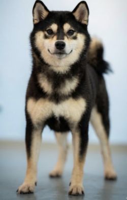 picture of dog