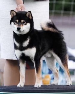 picture of dog