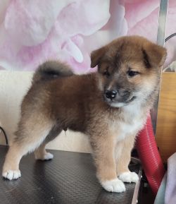 picture of dog
