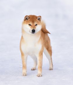 picture of dog