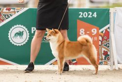picture of dog