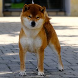 picture of dog
