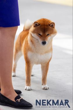 picture of dog