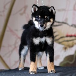 picture of dog