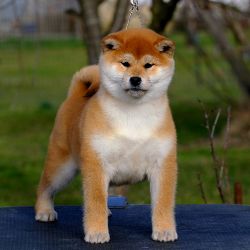 picture of dog