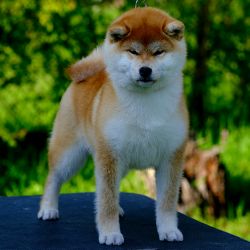 picture of dog