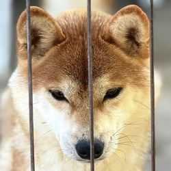 picture of dog