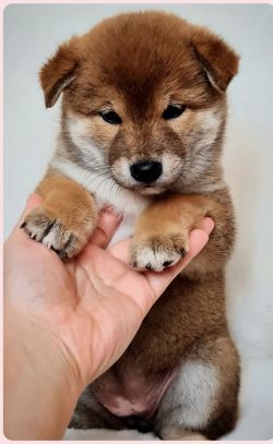 picture of dog
