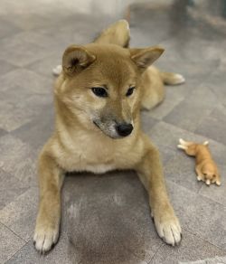 picture of dog