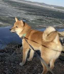 picture of dog