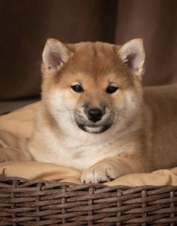 picture of dog
