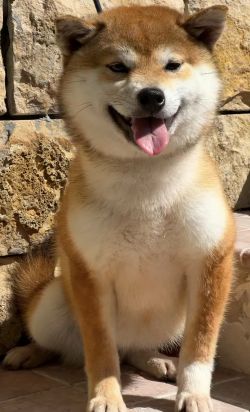 picture of dog