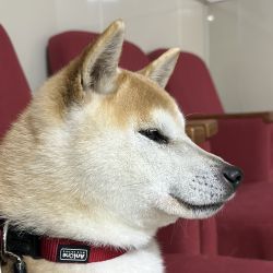 picture of dog