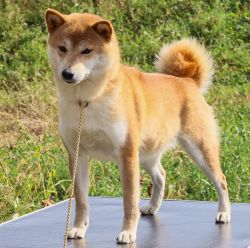 picture of dog