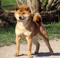picture of dog